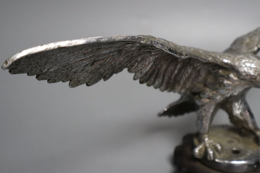 An early 20th century chromium car mascot of an eagle with outstretched wings, wing span 33cm